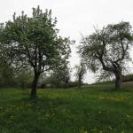 einer der ältesten Bäume im Garten (rechts)