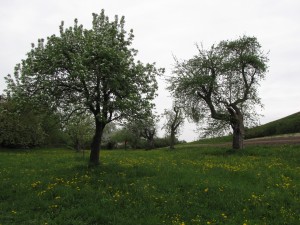 einer der ältesten Bäume im Garten (rechts)