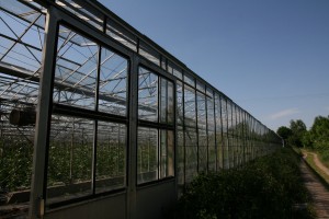 Gärtnerei in Eschenried Gärtnerei in Eschenried