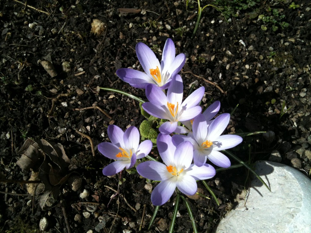 Frühling