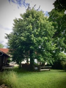 Die Linde am Brotzeitplatz