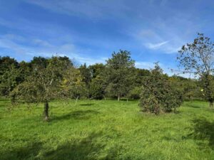 Streuobst Kartoffelkombinat