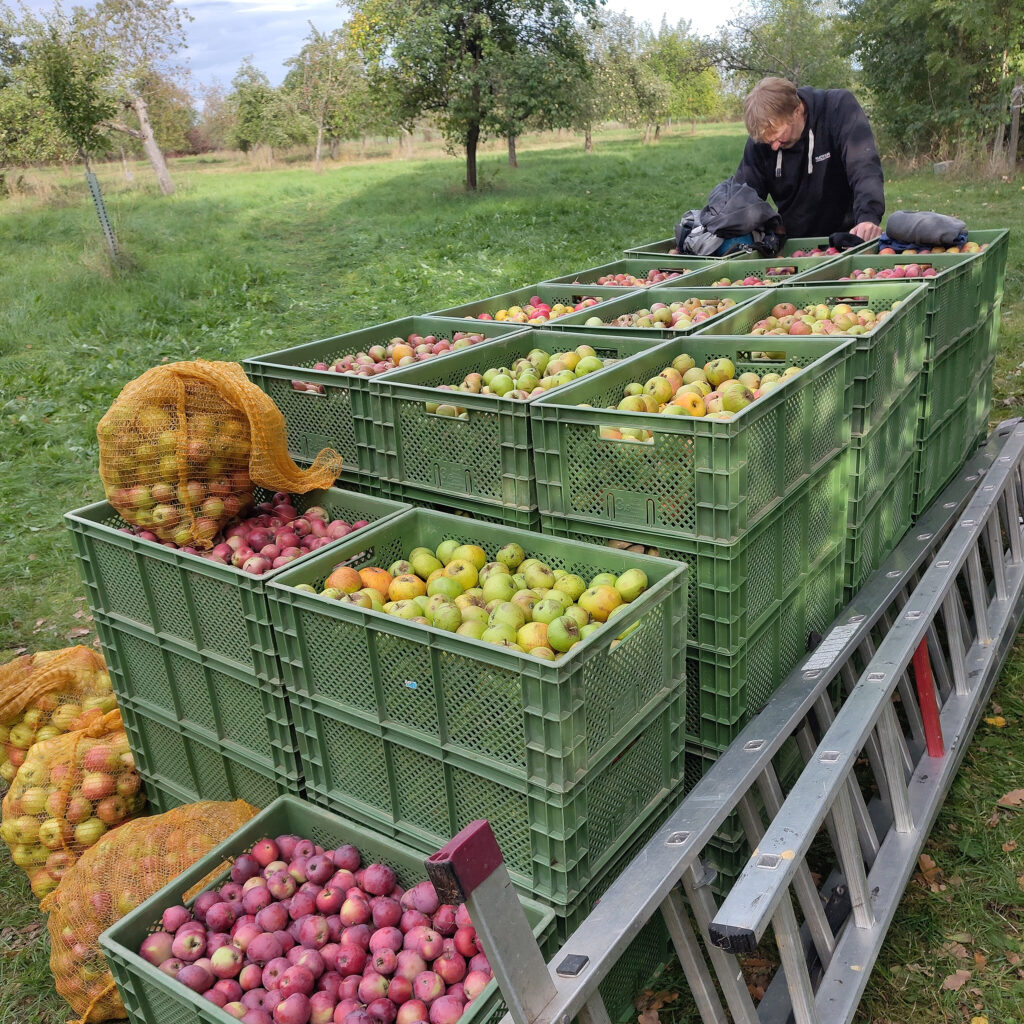 Gesammelte Äpfel in grünen Kisten